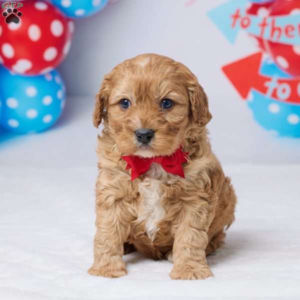 Cyrus, Cavapoo Puppy